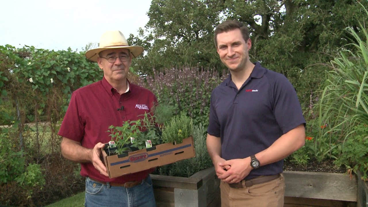 What's Growing On with Herbs