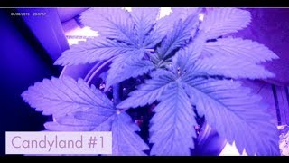 Return of the clones | Hobby420 | Veg Edits