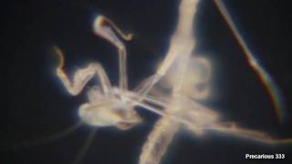 Sinomantis denticulata - cannibalism