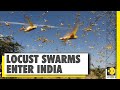 India prepares to battle locust influx, invades Rajasthan & Madhya Pradesh