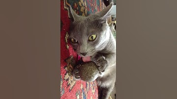 Kitty licking a Catnip Ball SO CUTE!