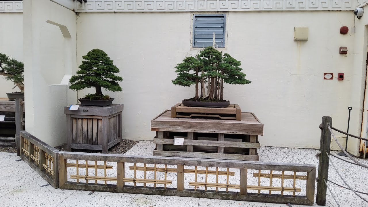 Самураи посещают Национальную коллекцию бонсай и кладбище Гленвуд @Bonsai by the Samurai