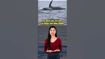 Tại Sao Xác CÁ VOI Lại Nổ Như B.o.m | Có Thể Bạn Chưa Biết #doclakythu #khamphathegioi #shorts