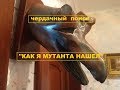 ЧЕРДАЧНЫЙ ПОИСК "КАК Я МУТАНТА НАШЕЛ"