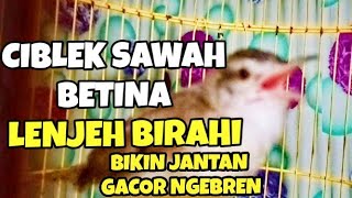 Burung Ciblek sawah betina nembak nembak lenjeh ciwah jantan auto ngebren koar koar