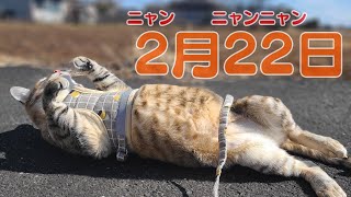 2月22日の猫の日に散歩してたら強風注意報が出てた！ by 小鉄チャンネル 254 views 2 years ago 2 minutes, 18 seconds