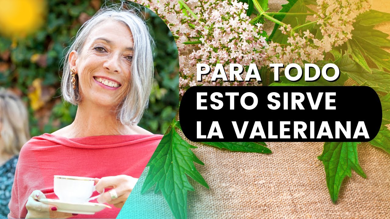 🟢 Valeriana Para Que Sirve, Propiedades Y Beneficios De La Valeriana