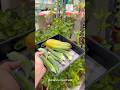 Harvesting Organic Vegetable  #terracegardening #gardening #garden #youtubeshorts #organicgardening