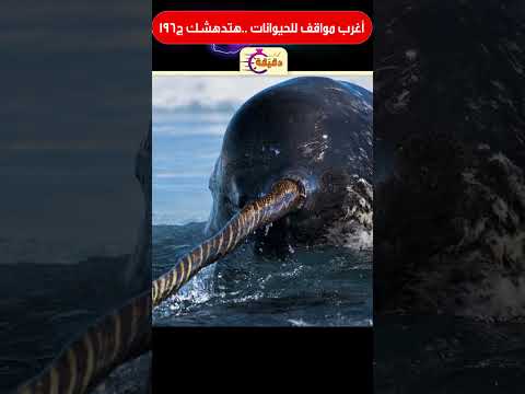 أغرب مواقف للحيوانات هتدهشك ج196