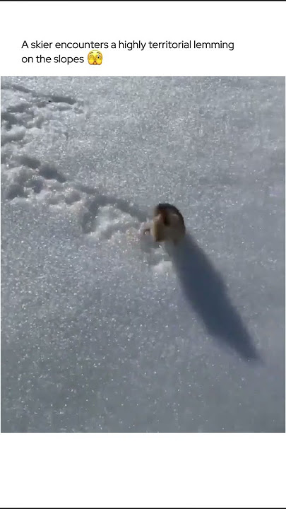 Lemming Fights Skier
