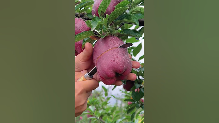 Delicious red apple cutting - Farm fresh ninja fruit cutting