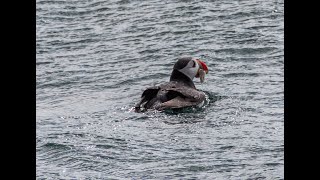 Puffins | Bempton Cliffs