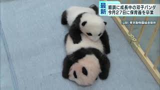上野の双子パンダ　保育器から“卒業”しても仲良し