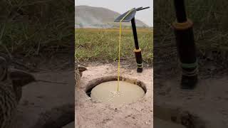 The really creative underground quail trap using cardboard #shorts #diy trap