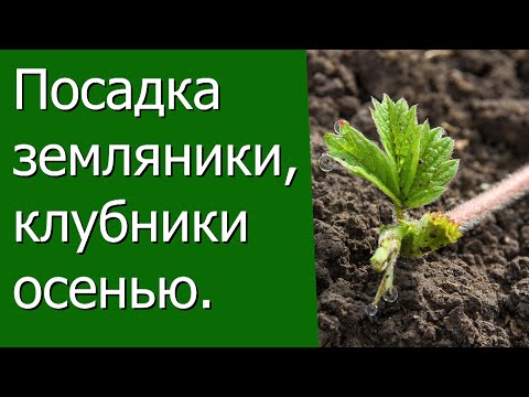 Посадка земляники, клубники осенью.