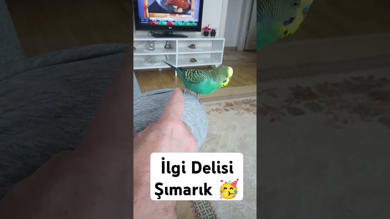 İlgi Delisi Şımarık #muhabbetkuşufıstık #muhabbetkusu #muhabbetkuslari #konuşankuş #parrot #kuslar