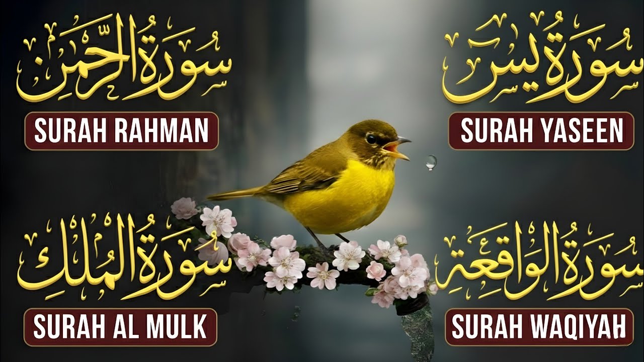 Surah Yasin | Surah Rahman | Surah Waqia | Surah Mulk | Full HD | Quran Hour | Alaa Aqel