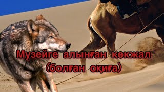 видео: “Музейге алынған көкжал” (болған оқиға) картинка: “Музейге алынған көкжал” (болған оқиға)