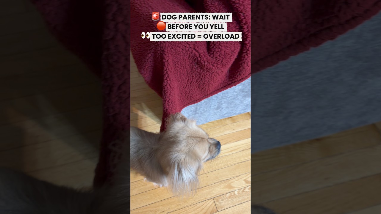 Overexcited Dog? Calm Them Fast! 
