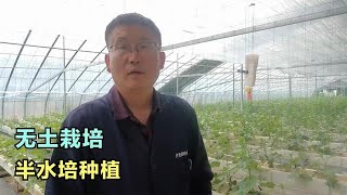 基质成本太高，想做无土栽培，换成半水培种植更方便 #无土栽培 #水培种植 #农业技术 #蔬菜种植水培种植的操作与技巧！#水培#种植