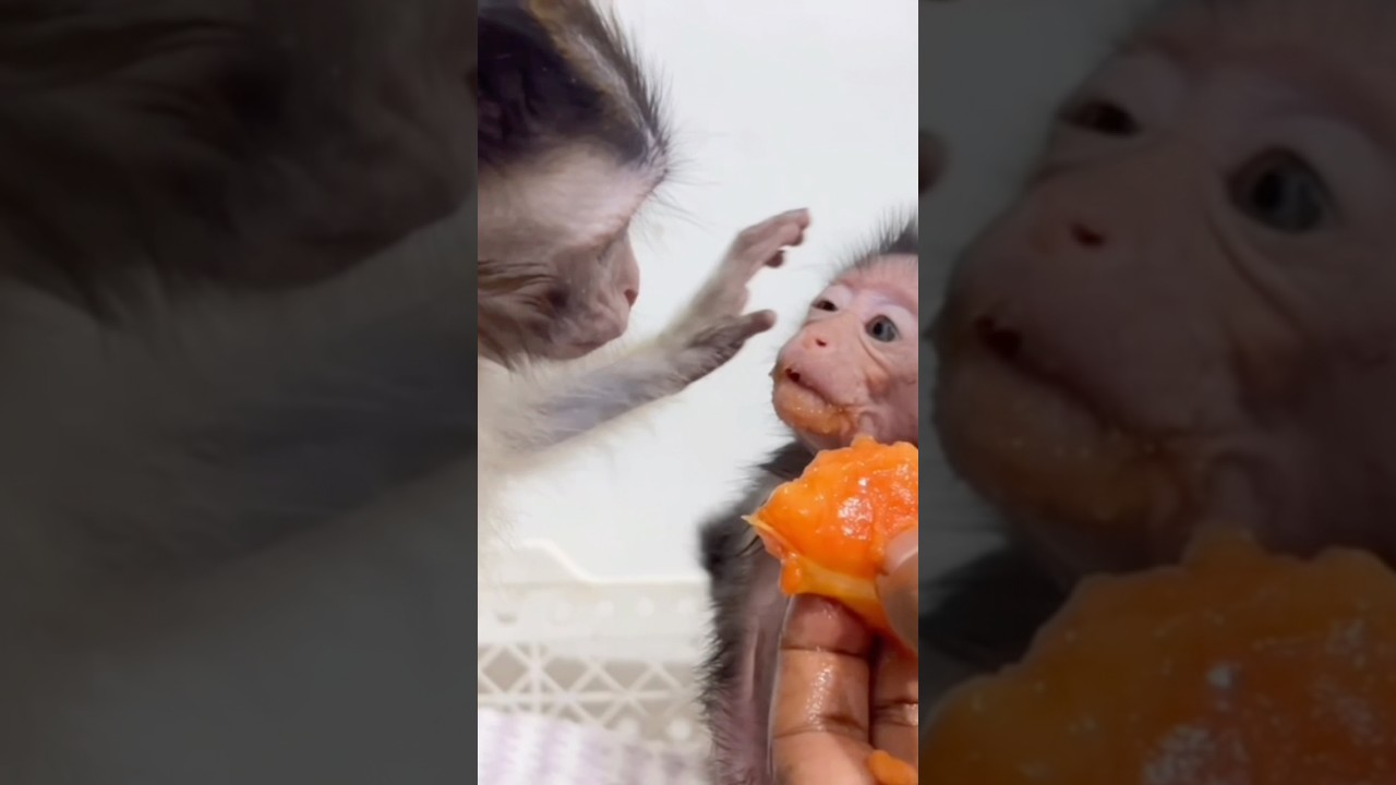 “Cici’s Endless Love for the Rescued Baby Monkey 😭🐒💖”