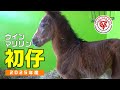 【仔馬】ウインマリリンの初仔（父タイトルホルダー）【ウインマリリンの25】～とにかくかわいい、見ればわかる～【サラブレッド】