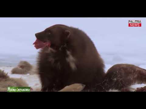 ჩვენი პლანეტა - სამურავი