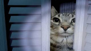 The Mimic Смешнявка