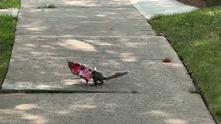 squirrel vs dorito bag