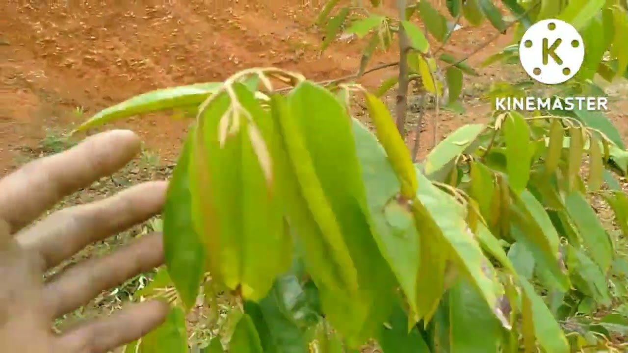 menjaga pokok durian umur satu bulan Dangan cara yang simpel aja semoga bermafa,at bagi teman2 semua