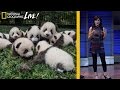 Photographing Pandas and their Return to the Wild | Nat Geo Live