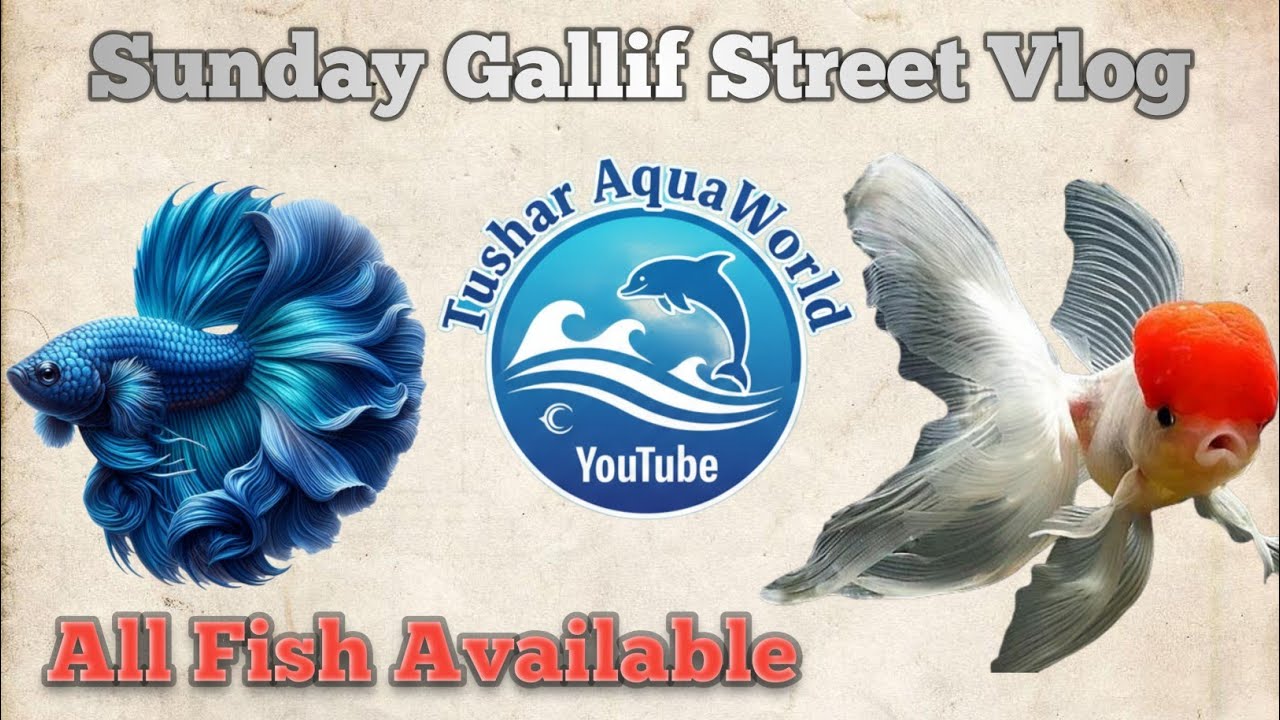 Beautiful Aquarium Fish Collection | Home Fish Tank Vlog 🐠🐟✨