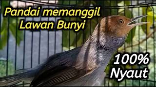 Suara burung prenjak gacor memanggil lawan paling ampuh untuk pancingan prenjak bahan 