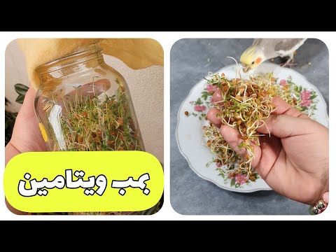 سریع ترین راه سبز کردن جوانه ها  