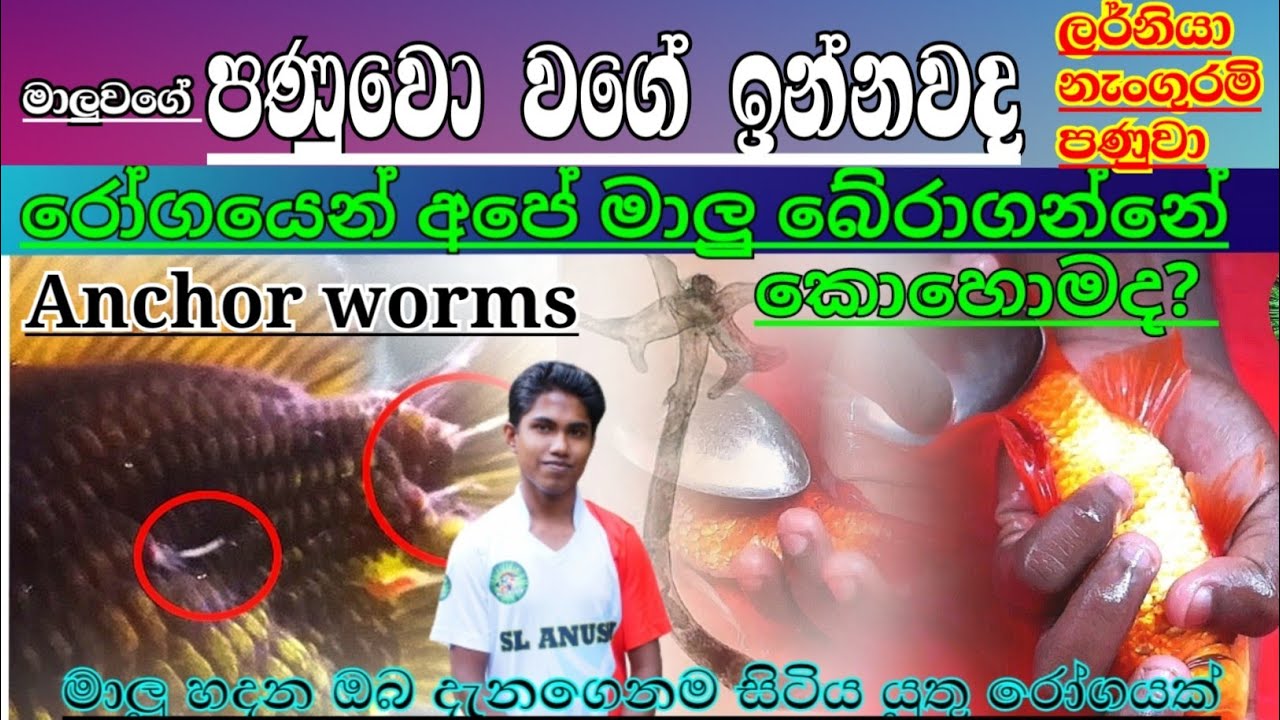 how to Remove anchor worms on fish Anchor worms disease and treatment