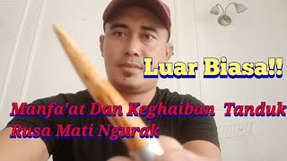 Luar Biasa  Manfaat Dan Keghaiban Tanduk Rusa Mati Ngurak
