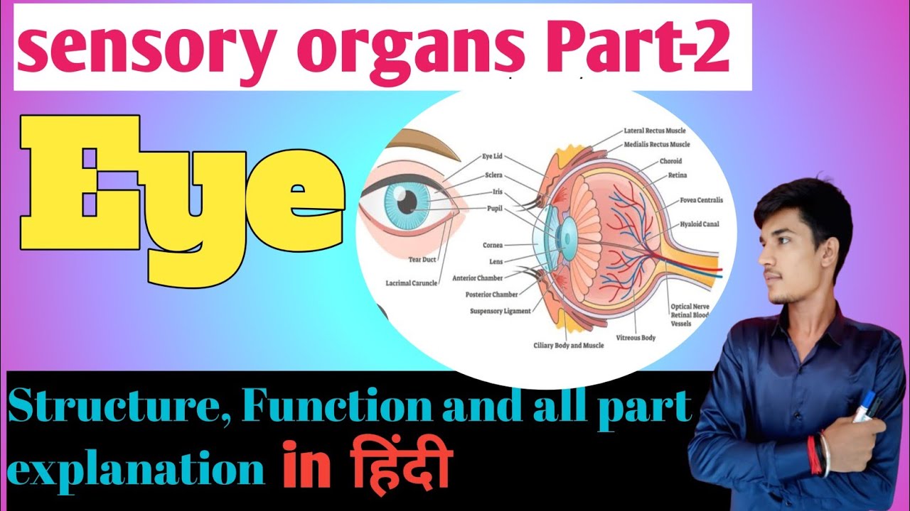 ||Sensory organs (Eye)||Anatomy and physiology , structure and function of eye