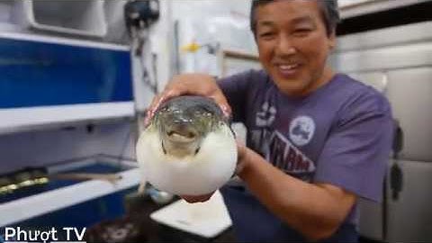 Nhật Bản thức ăn đường phố - Cách ăn cá Nóc của người Nhật