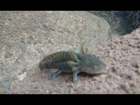 Rare Sighting of the Endangered Arizona Tiger Salamander waterdog.