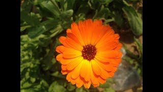 How To Grow And Care Calendula Pot Marid Scotch Marid Plant