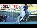 【誘導馬】ちりとりを持った職員さんにビビって逃げ出すシロニイ