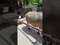 【竹富島】最高のプランを紹介!行かなきゃ損の絶品グルメ!