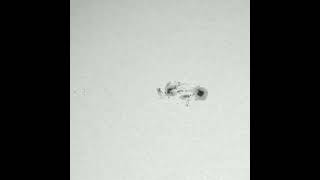 Sunspot region - 28-29-30/01/2022