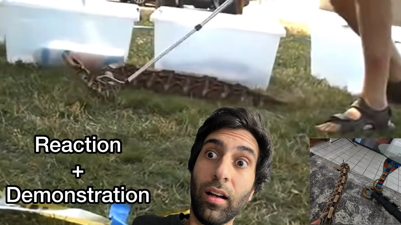 Gaboon Viper goes wacky | Mark’s Reptiles reacts