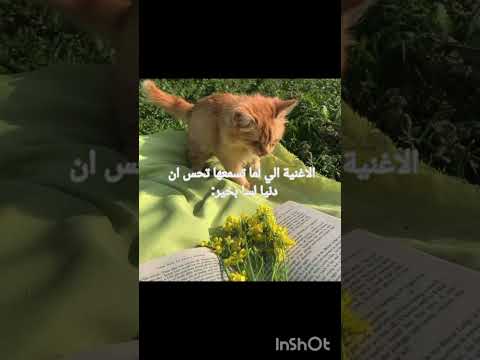 اغنية لما تسمعها تحس ان الدنيا لساس بخير  