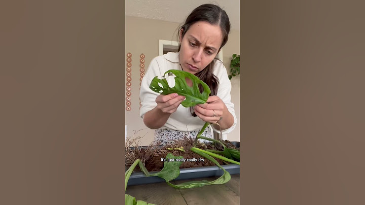 Some tips if you want to rescue plants  #monsteraadansonii #plantcaretips #plantlovers