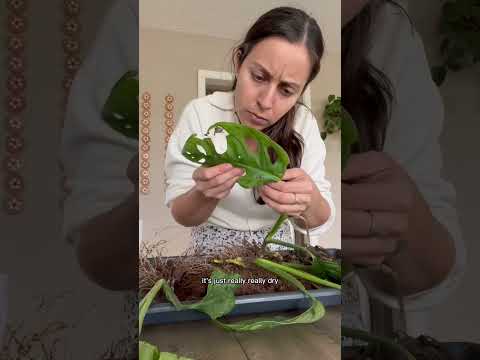 Video: Potted Schefflera Transplant Guide – Mga Tip Para sa Repotting ng Schefflera Plant