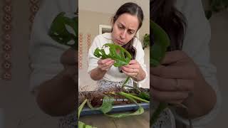 Some tips if you want to rescue plants  monsteraadansonii plantcaretips plantlovers