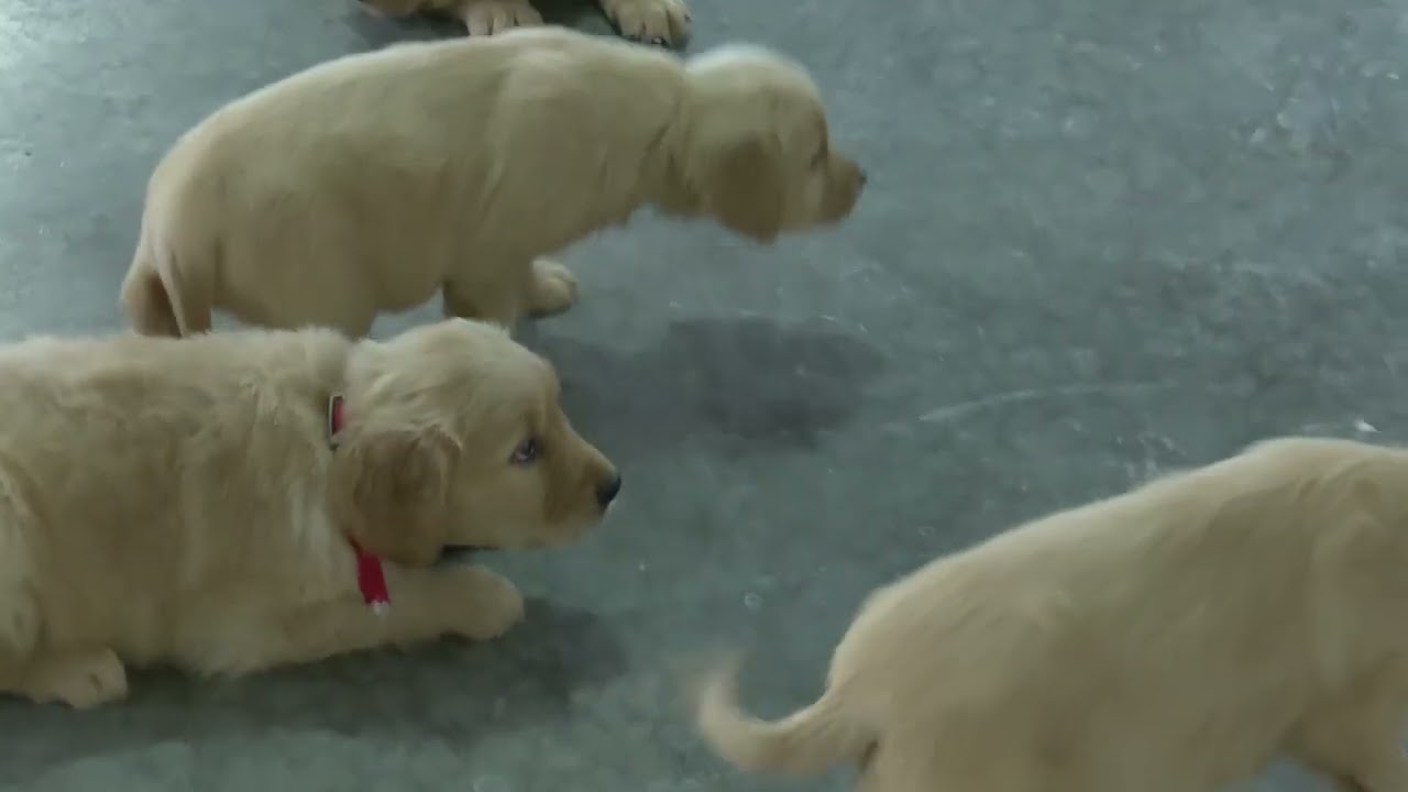 Jacob Hershberger's Golden Retriever Puppies