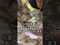 多頭飼育崩壊家に2回保護した人に2回捨てられた猫…ここちゃん#ほごねこ #動物 #動物と人間の絆 #ねこ動画 #ねこ #ねこのいる生活 #ほごねこ #いぬ #癒し動画